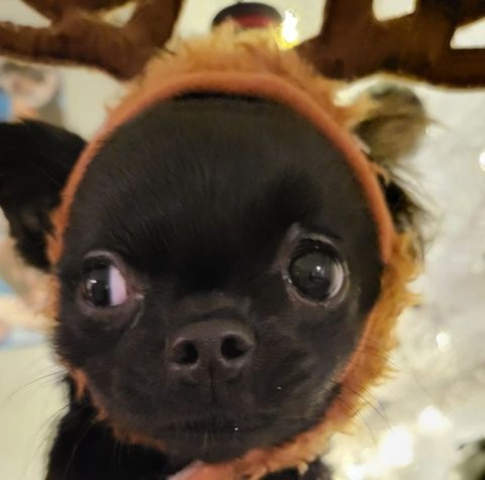 Meet your Posher, Dona